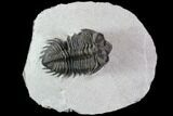 Coltraneia Trilobite Fossil - Huge Faceted Eyes #87465-1